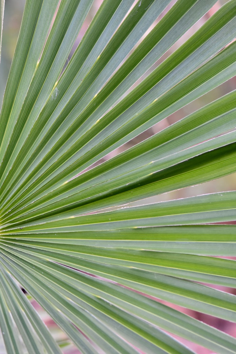 Trachycarpus wagnerianus x fortunei (Dwarf Windmill Palm)
