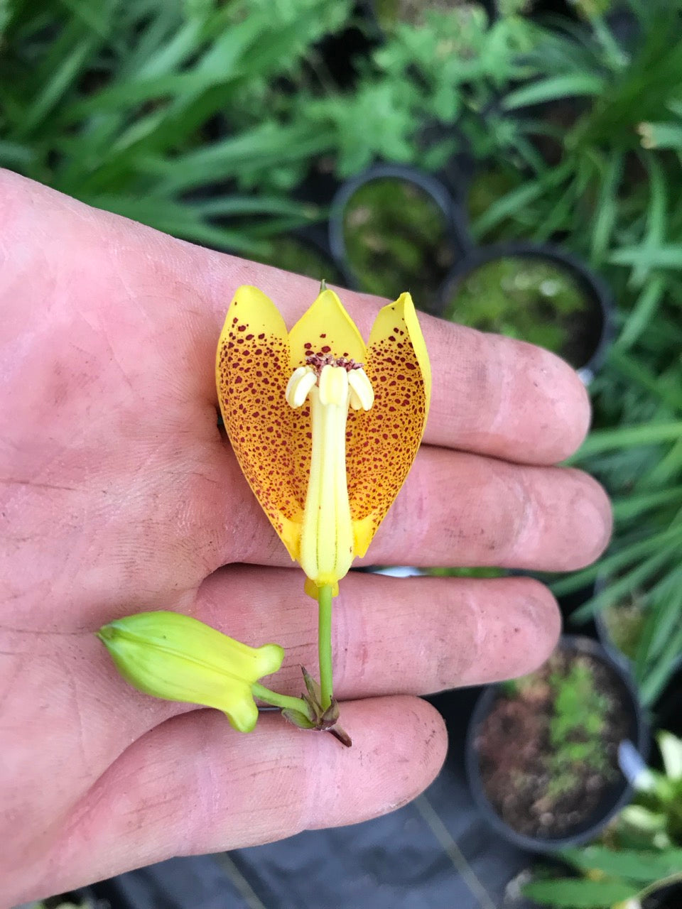 Tricyrtis macrantha ssp. macranthopsis (Weeping Golden Toad Lily)