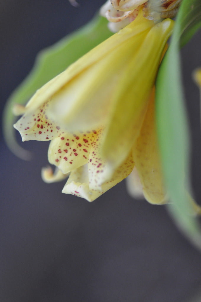 Tricyrtis macrantha ssp. macranthopsis (Weeping Golden Toad Lily)
