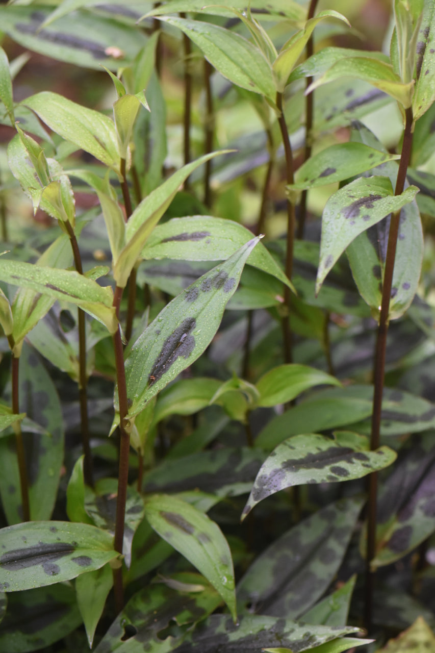 Tricyrtis puberula (Downy Toad Lily)