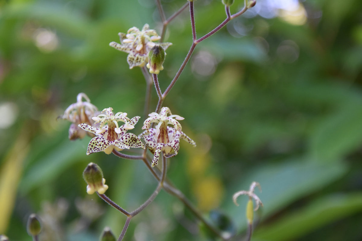 Tricyrtis puberula (Downy Toad Lily)