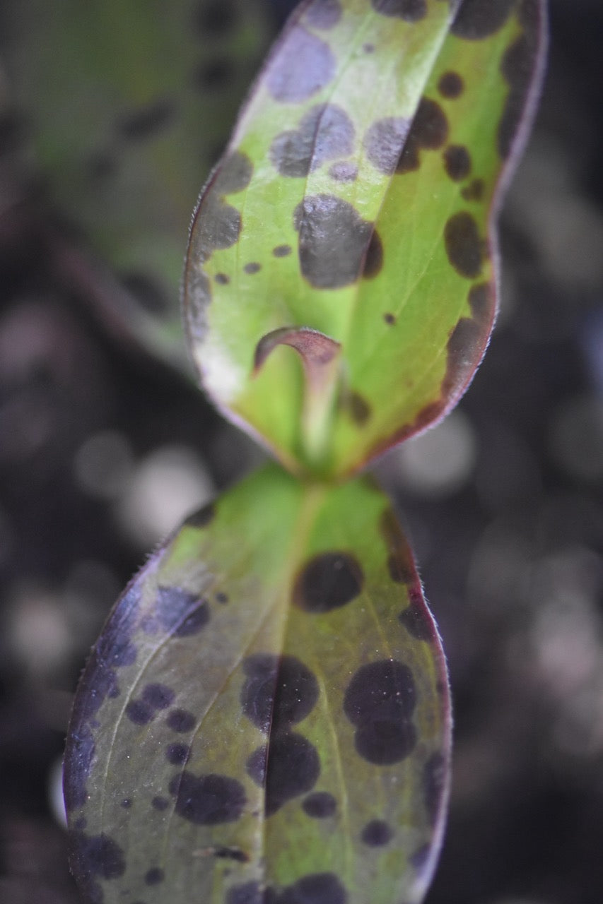 Tricyrtis &#39;Spotted Toad&#39;  (Toad Lily)