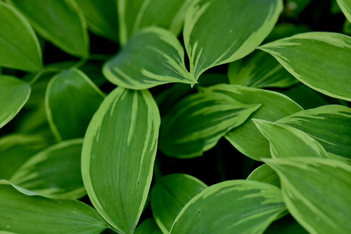 Uvularia sessilifolia &#39;Cobblewood Gold&#39;  (Gold Edge Bellwort)