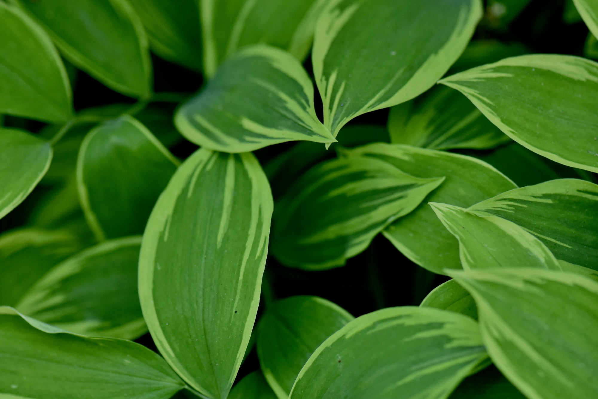 Uvularia sessilifolia 'Cobblewood Gold'  (Gold Edge Bellwort)