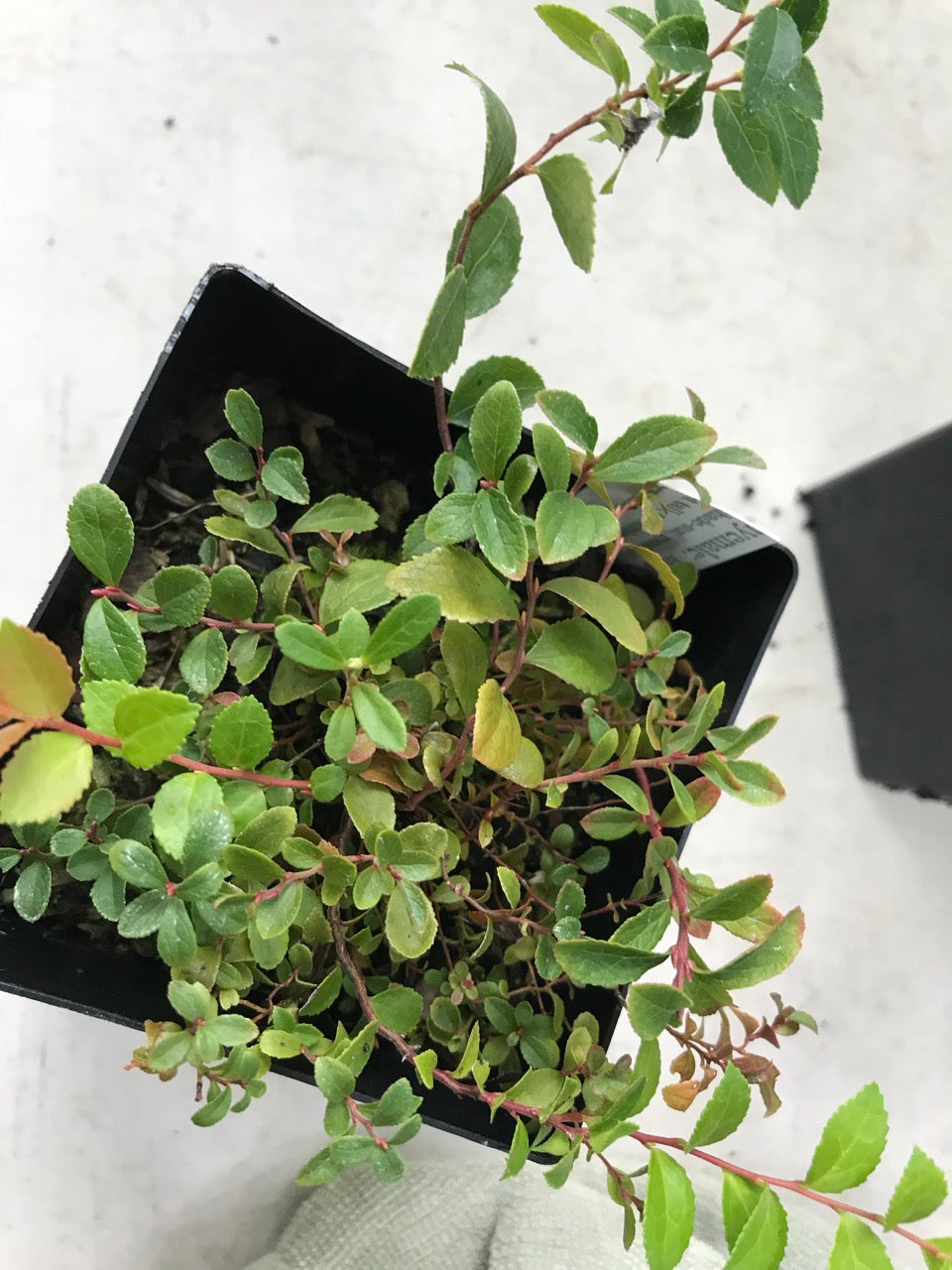 Vaccinium caespitosum (Dwarf Bilberry)