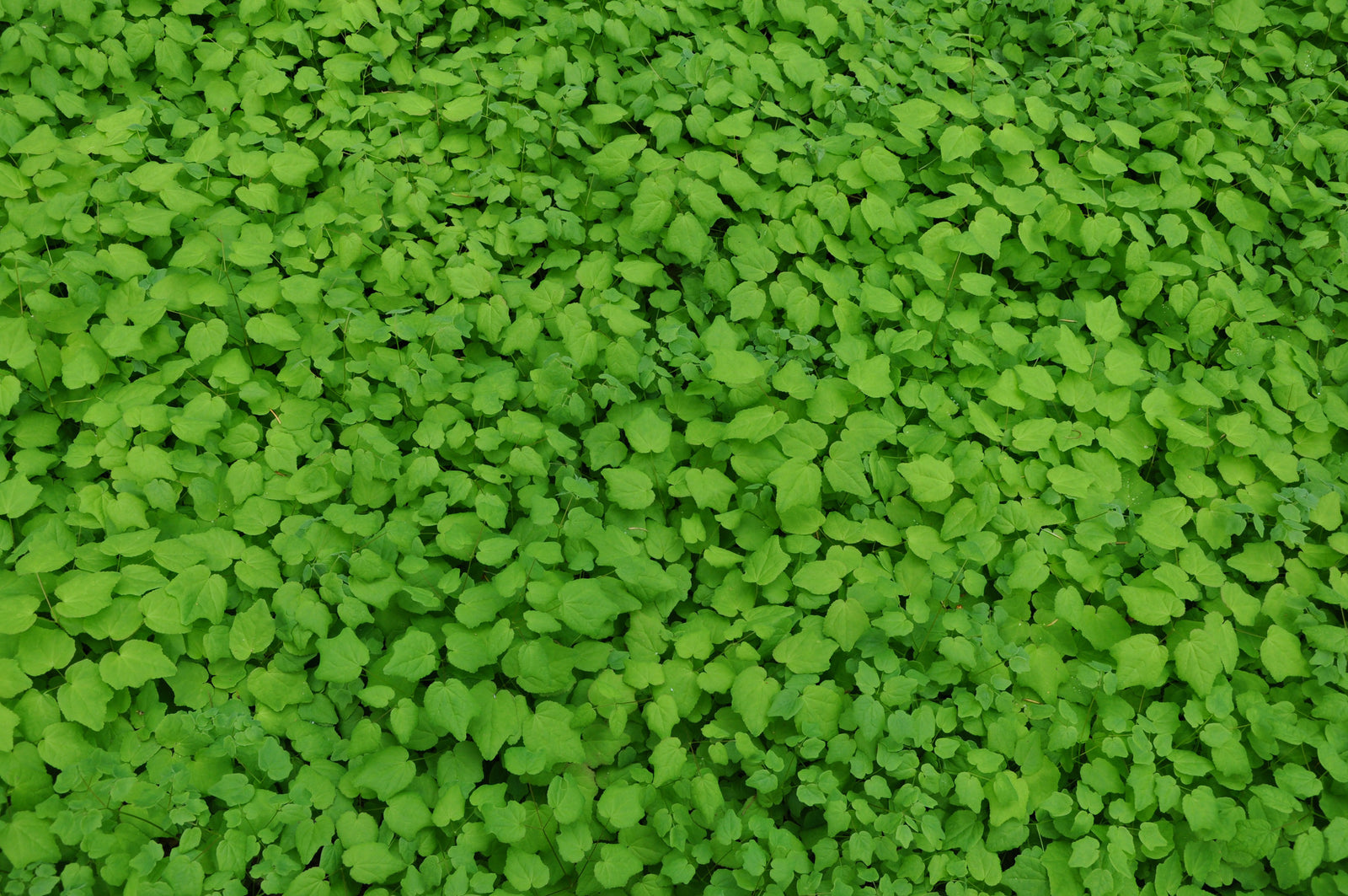 Vancouveria hexandra (Inside-out Flower, Duck's Foot)