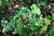 Vancouveria planipetala (Evergreen Redwood Ivy)