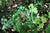 Vancouveria planipetala (Evergreen Redwood Ivy)