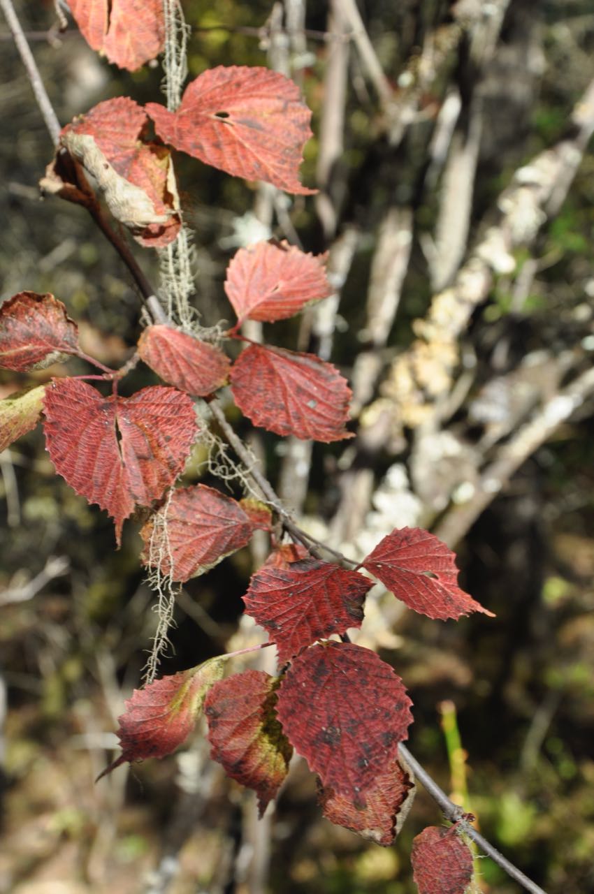 Viburnum sp. ZHN-15-003 (Species viburnum)
