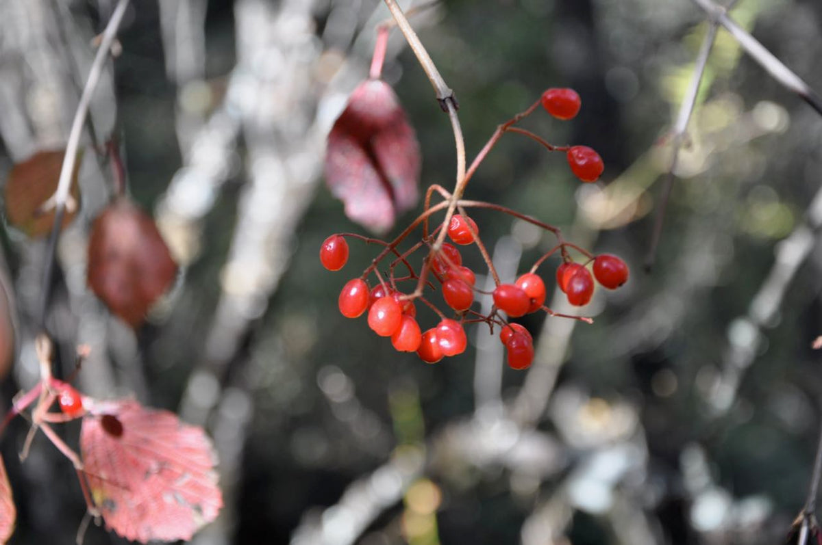 Viburnum sp. ZHN-15-003 (Species viburnum)
