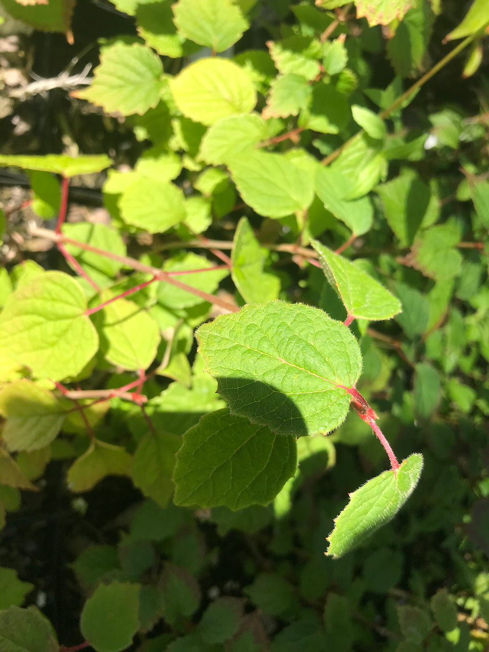 Viburnum sp. ZHN-15-003 (Species viburnum)