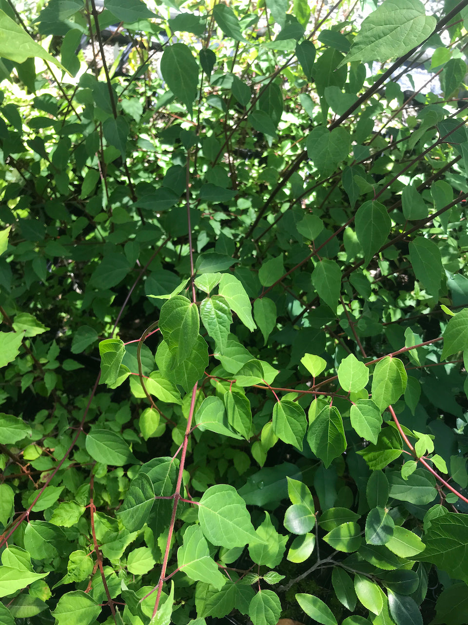 Viburnum betulifolium ZHN-15-068 (Species viburnum)