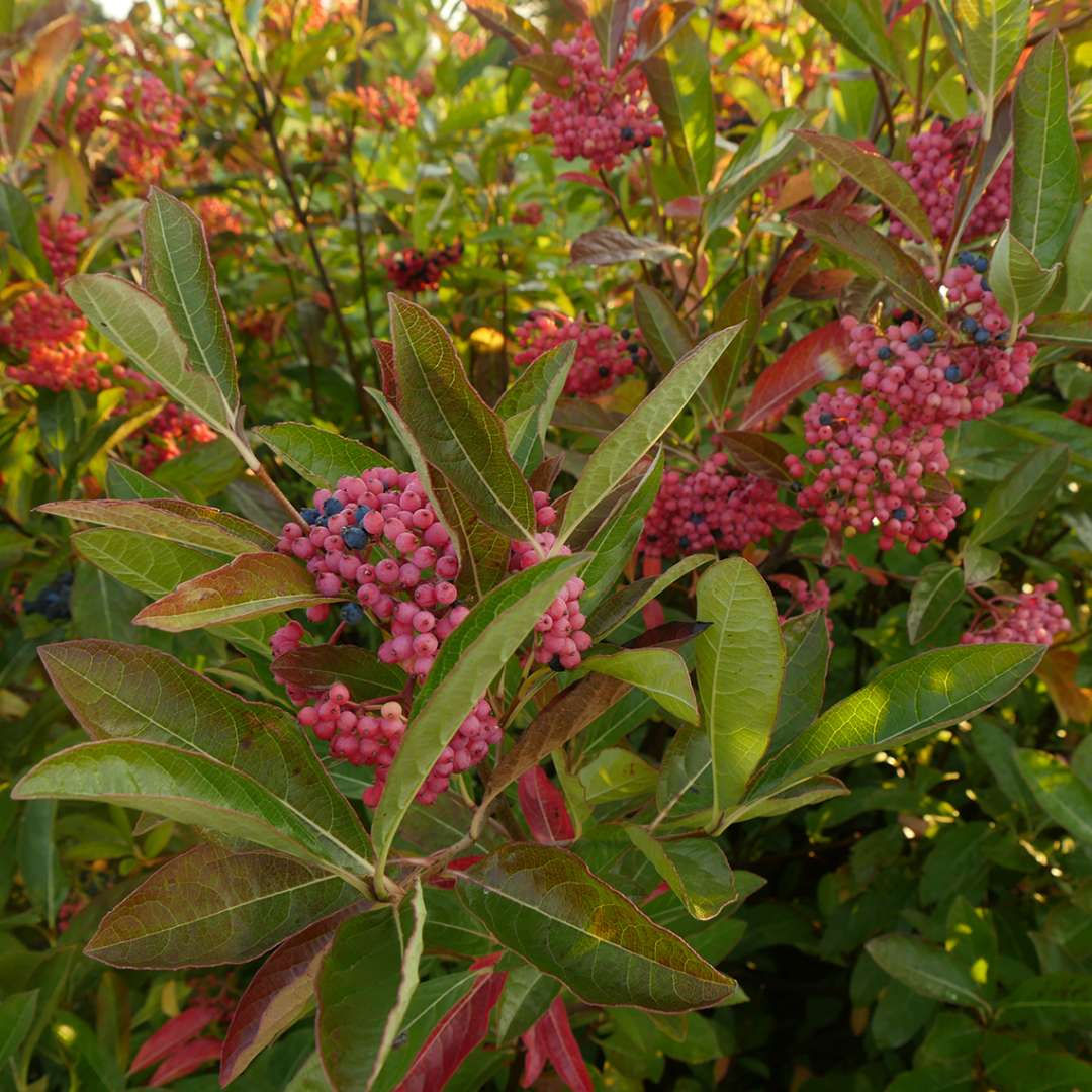 Viburnum nudum &#39;Brandywine&#39; (Brandywine Viburnum)