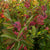 Viburnum nudum 'Brandywine' (Brandywine Viburnum)
