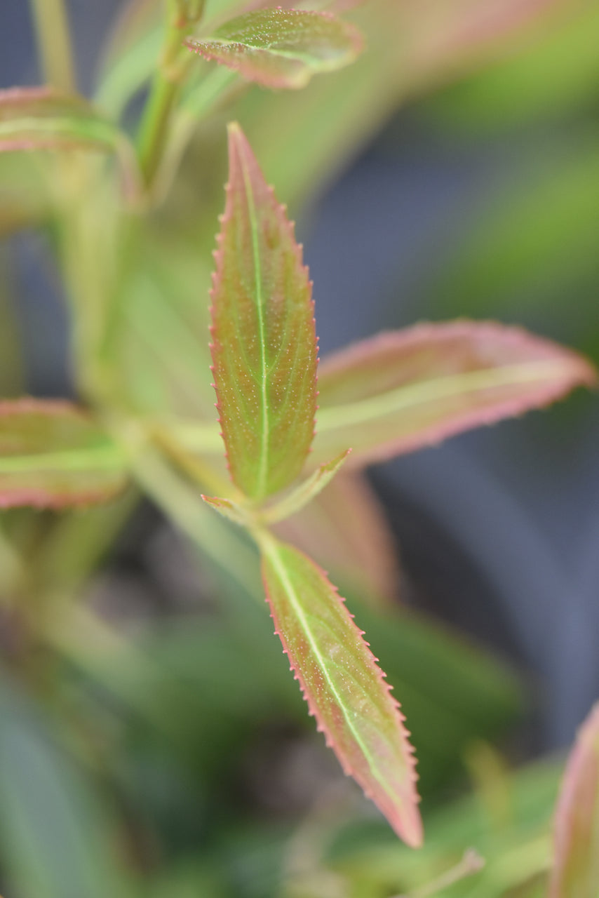 Viburnum henryi  (species Viburnum)