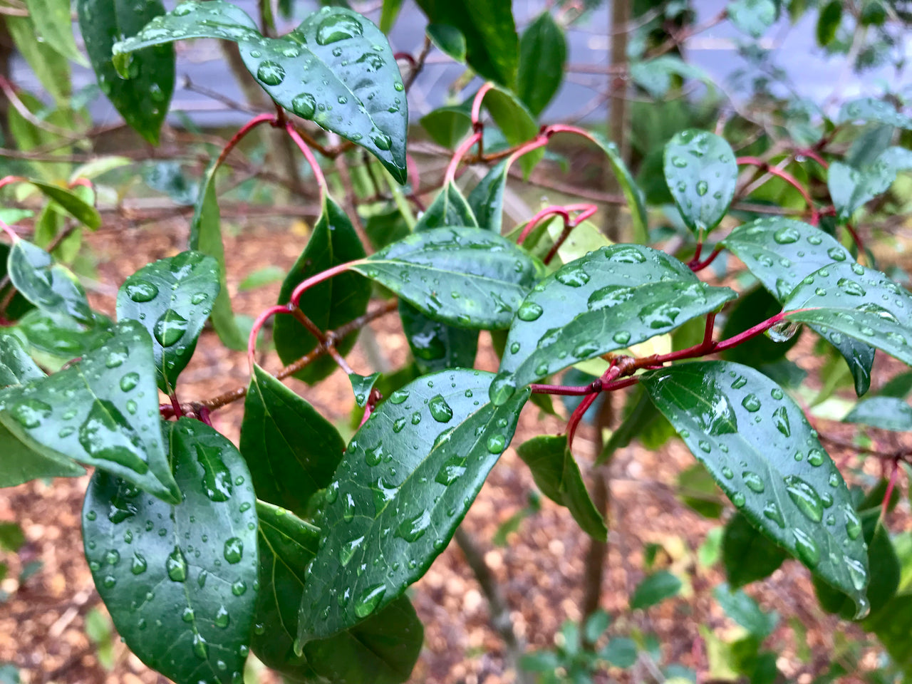 Viburnum propinquum (Species viburnum)
