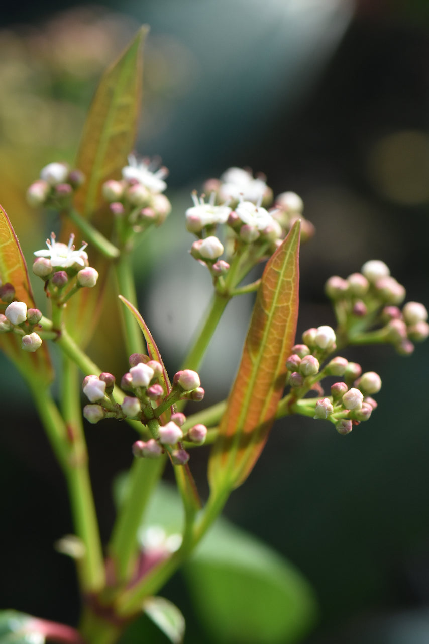 Viburnum davidii &#39;Angustifolium&#39; (Species viburnum)