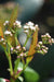 Viburnum davidii 'Angustifolium' (Species viburnum)