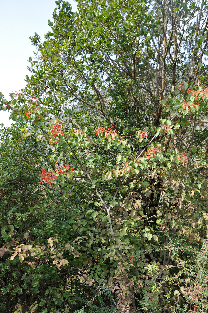 Viburnum betulifolium ZHN-15-068 (Species viburnum)