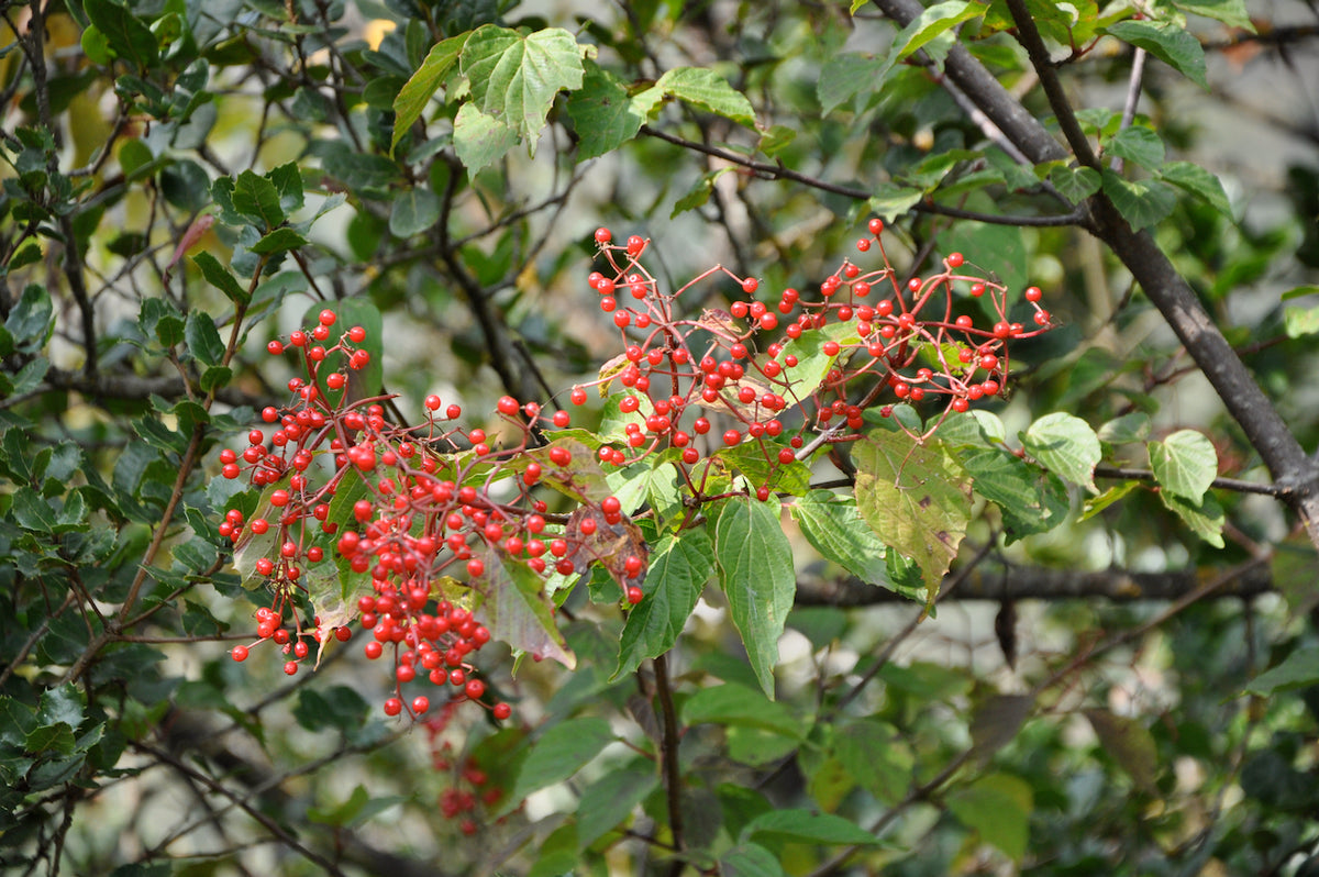 Viburnum betulifolium ZHN-15-068 (Species viburnum)