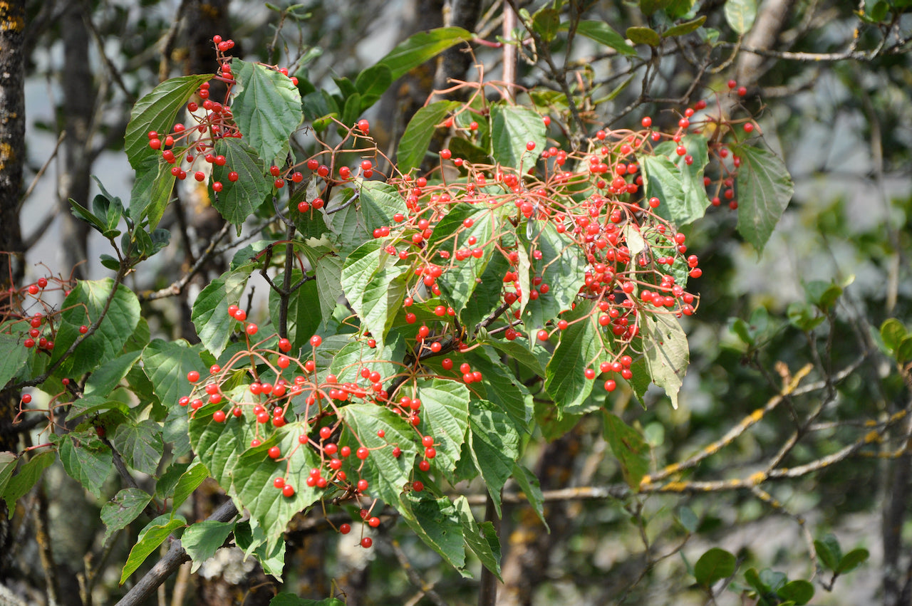 Viburnum betulifolium ZHN-15-068 (Species viburnum)