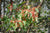 Viburnum betulifolium ZHN-15-068 (Species viburnum)