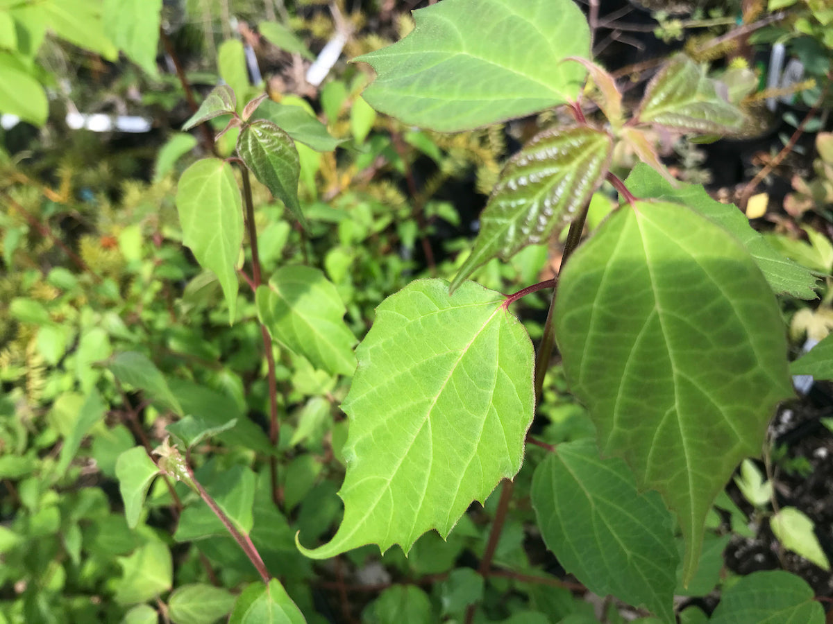 Viburnum betulifolium ZHN-15-068 (Species viburnum)
