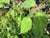 Viburnum betulifolium ZHN-15-068 (Species viburnum)
