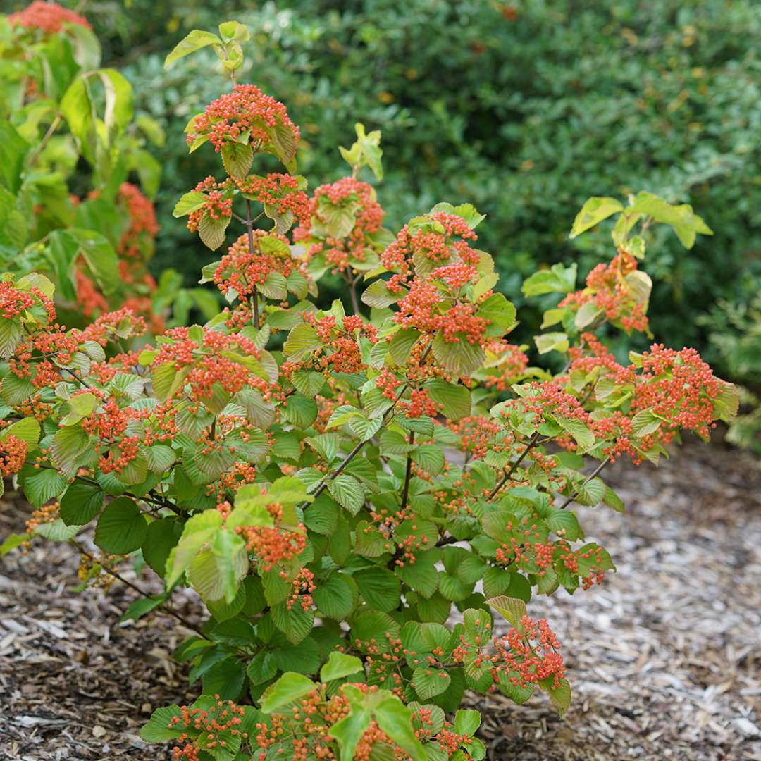 Viburnum dilatatum 'Tandoori Orange' (Tandori Orange Viburnum)