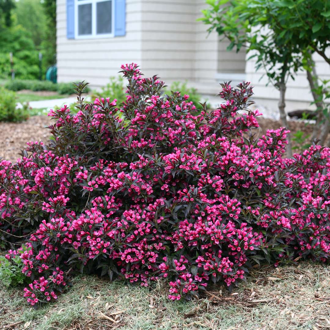 Weigela &#39;Spilled Wine&#39; (Purple Leaf Weigela)