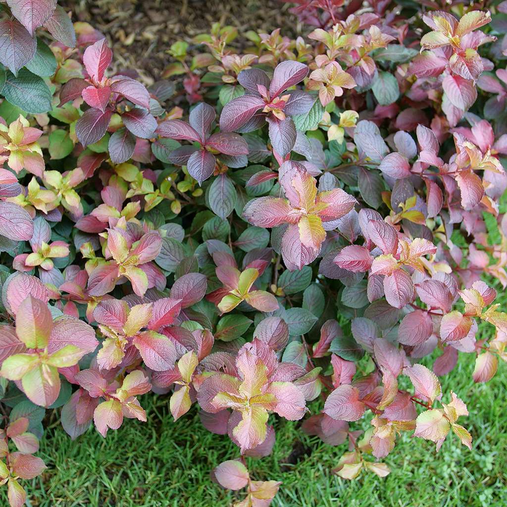 Weigela florida 'Midnight Sun' PPAF; CBRAF (Midnight Sun Weigela)