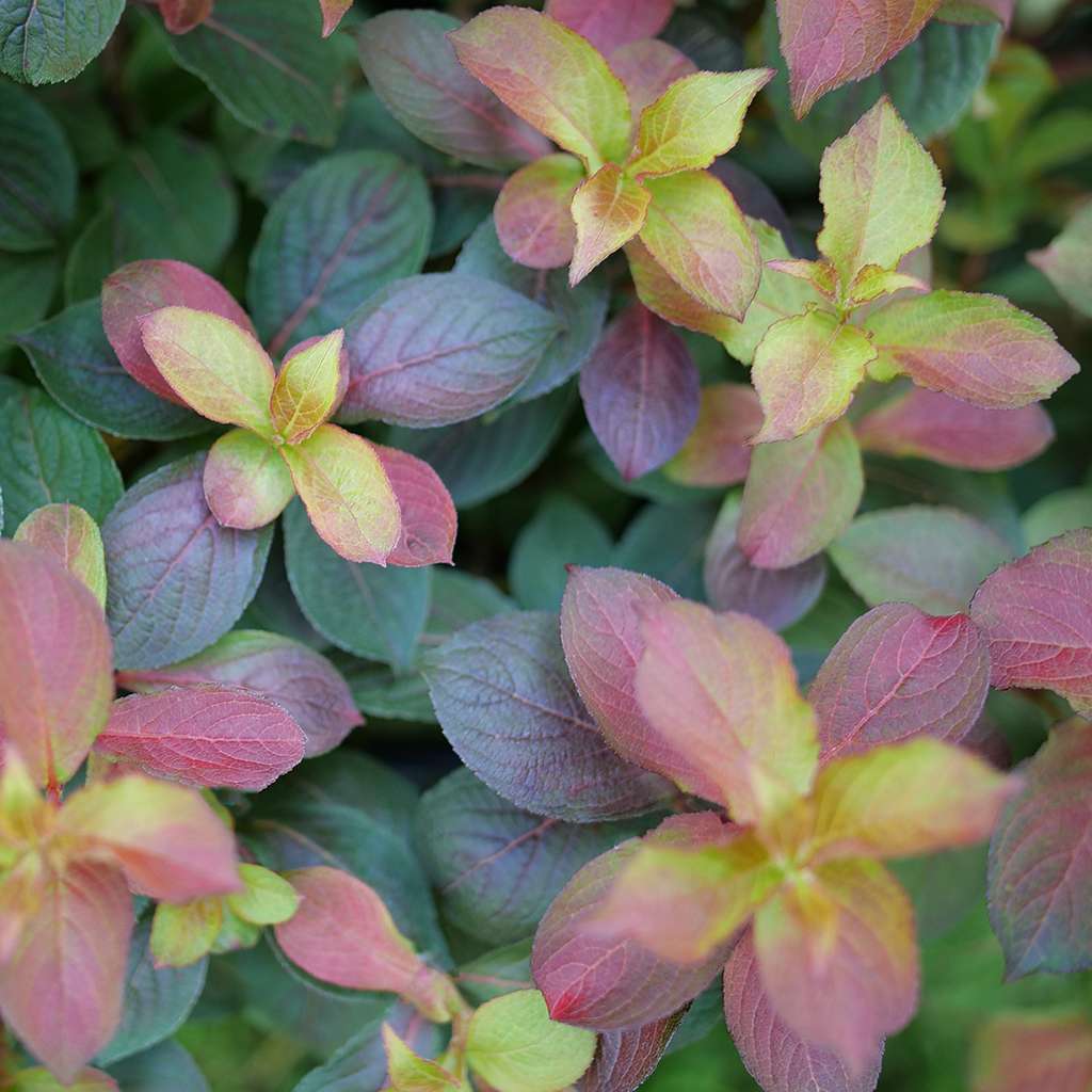 Weigela florida &#39;Midnight Sun&#39; PPAF; CBRAF (Midnight Sun Weigela)