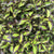 Weigela florida 'Vinho Verde' PP34,297; CBRAF (Vinho Verde Weigela)
