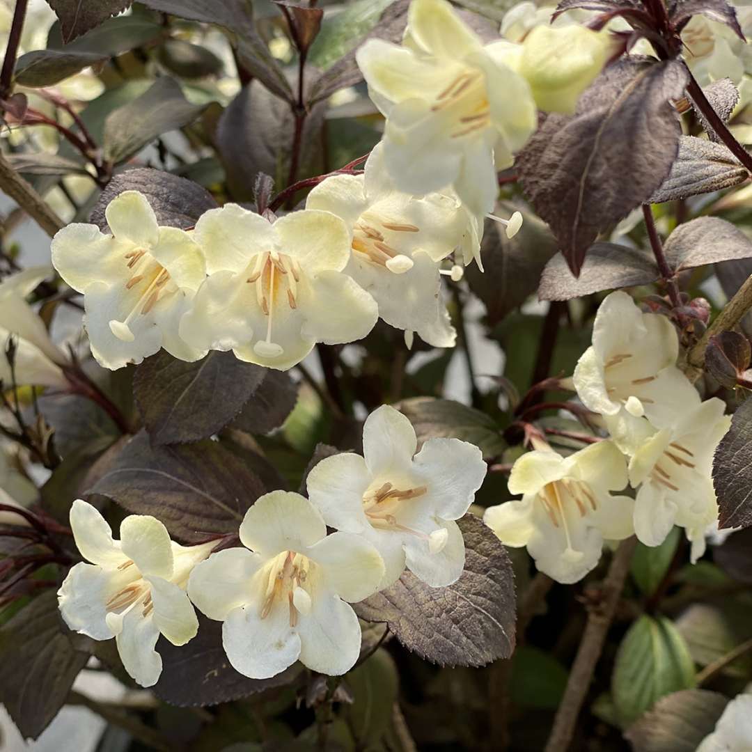 Weigela florida 'Wine & Sprits' PP34,358; CBRAF (Wine & Sprits Weigela)