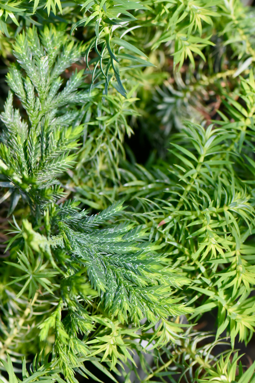 Xanthocyparis vietnamensis (Vietnamese Cypress) syn. Cupressus vietnamensis