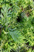 Xanthocyparis vietnamensis (Vietnamese Cypress) syn. Cupressus vietnamensis