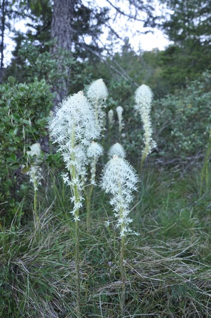 Xerophyllum tenax (Beargrass)