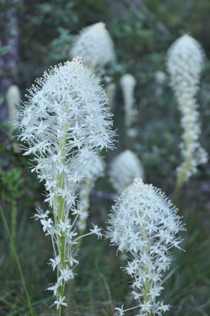 Xerophyllum tenax (Beargrass)