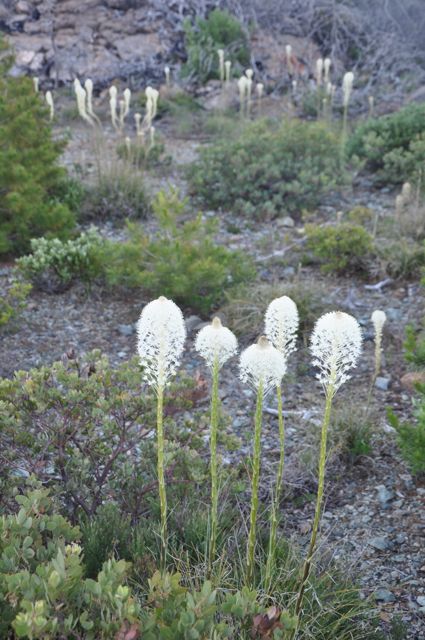 Xerophyllum tenax (Beargrass)