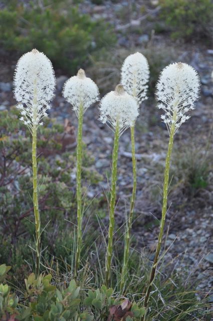 Xerophyllum tenax (Beargrass)