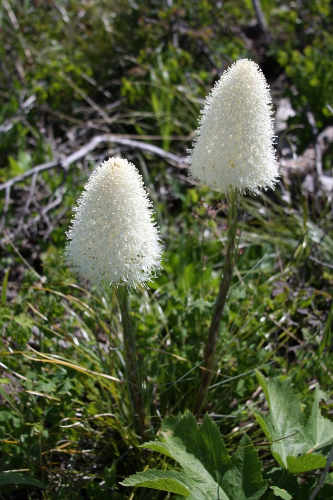 Xerophyllum tenax (Beargrass)