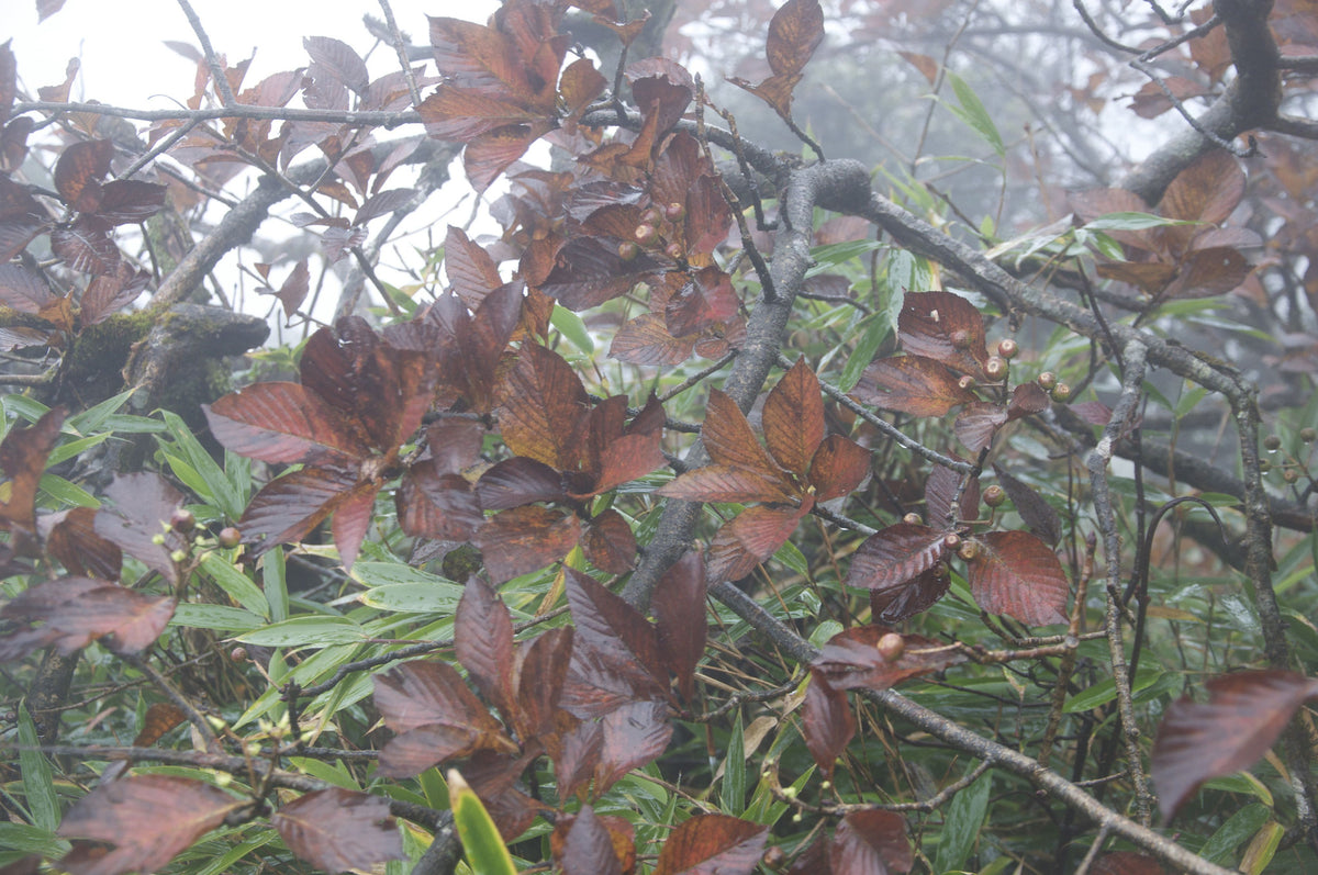 Sorbus sp. ZHNP 241 (Whitebeam)