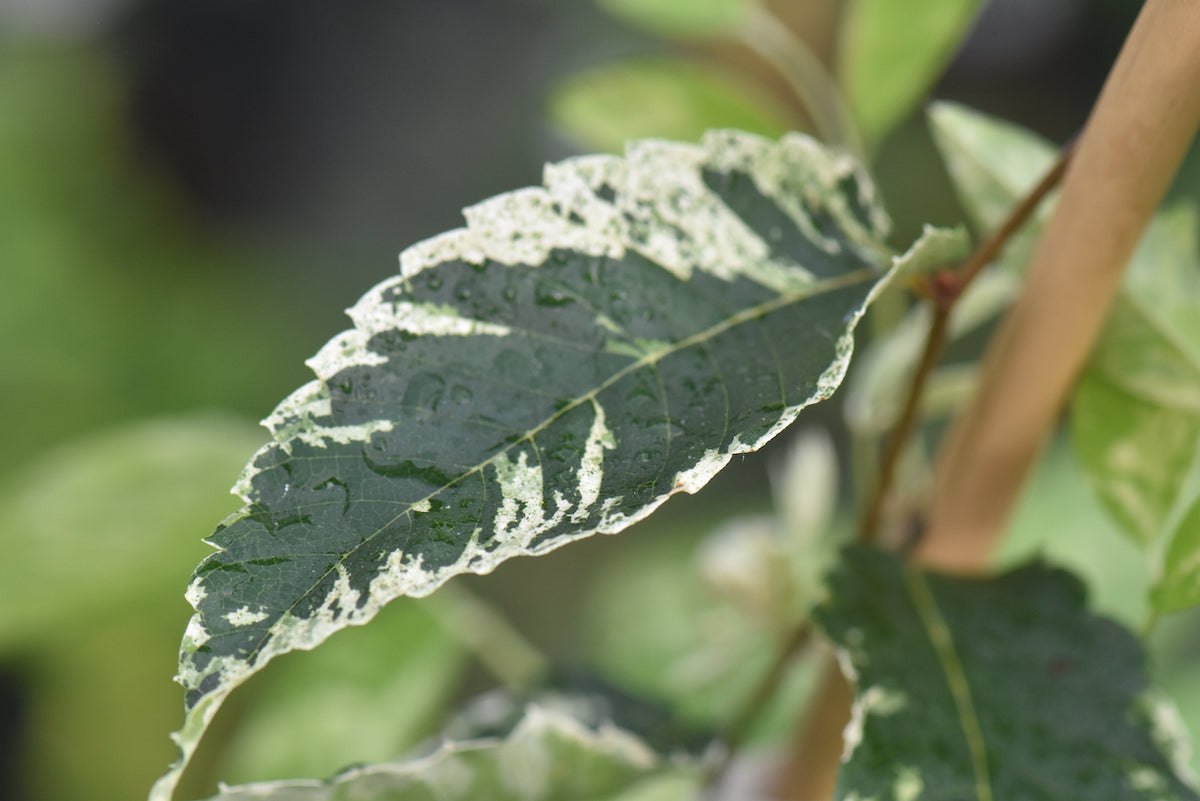 Zelkova serrata &#39;Goshiki&#39;  (Goshiki Variegated Zelkova)