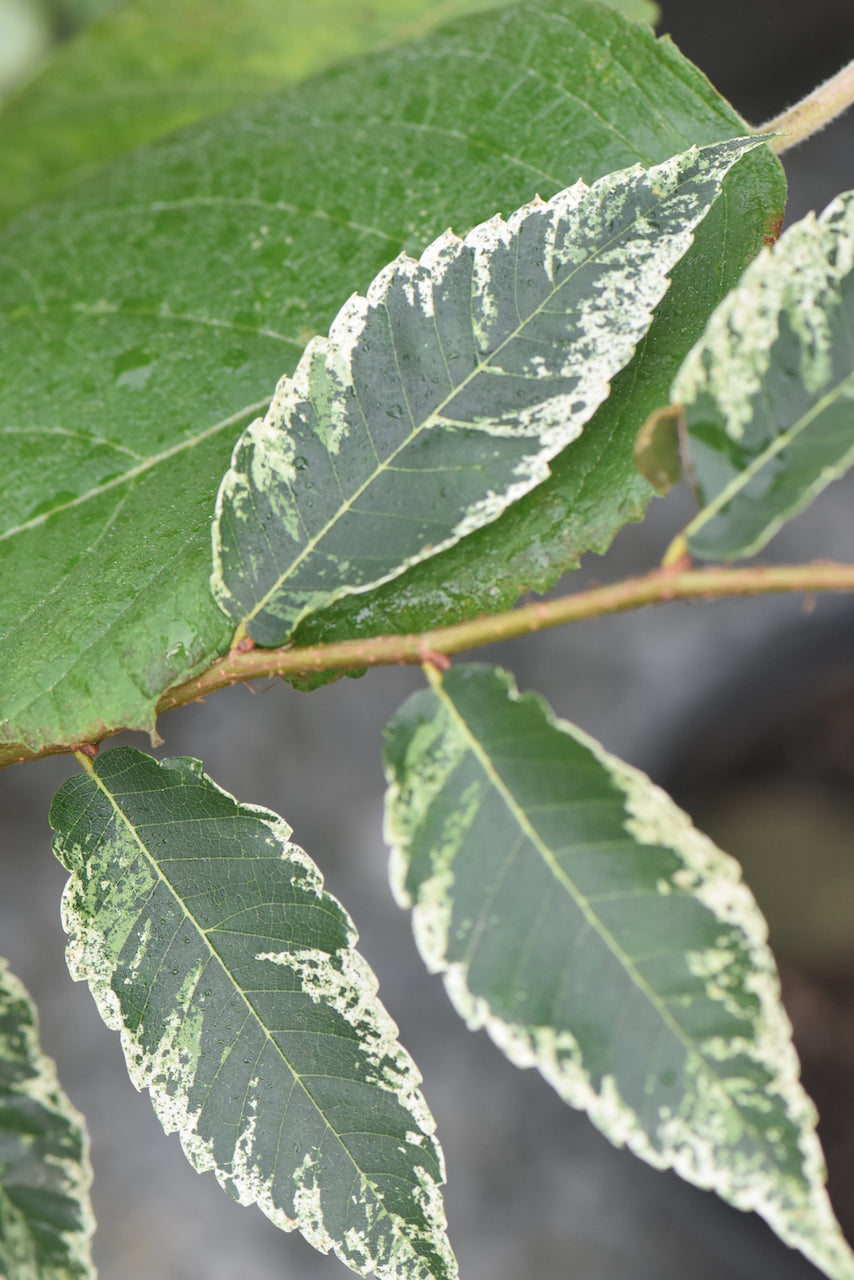 Zelkova serrata &#39;Goshiki&#39;  (Goshiki Variegated Zelkova)