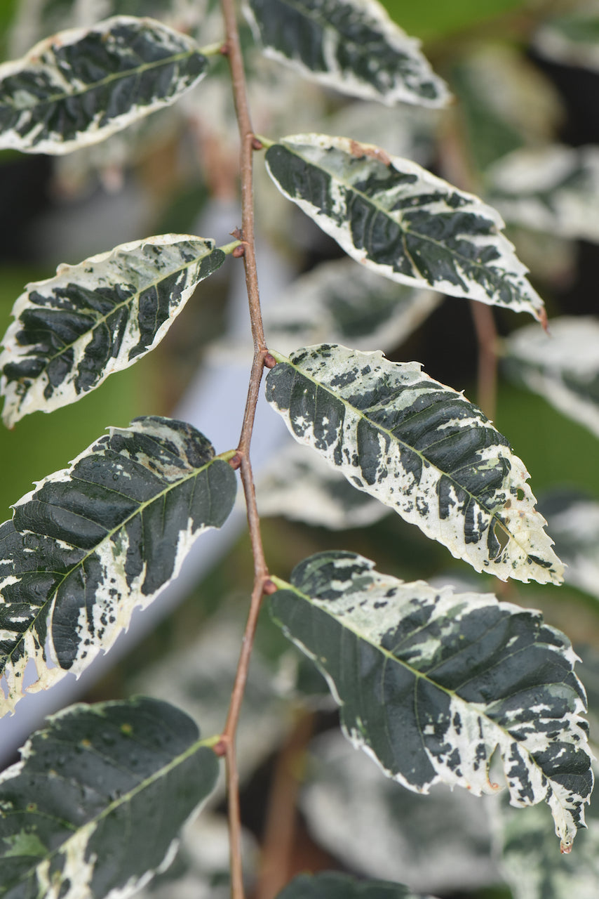 Zelkova serrata &#39;Goshiki&#39;  (Goshiki Variegated Zelkova)