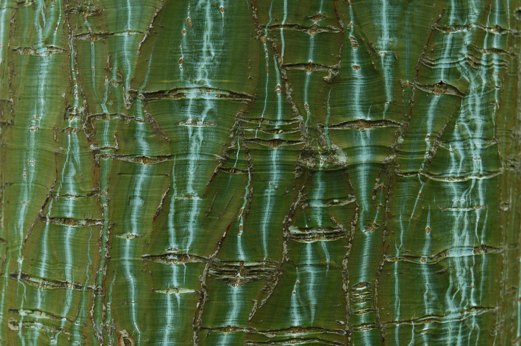 Acer capillipes (Red Snakebark Maple)