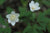 Anemone nemorosa 'Vestal'   (Wood Anemone)