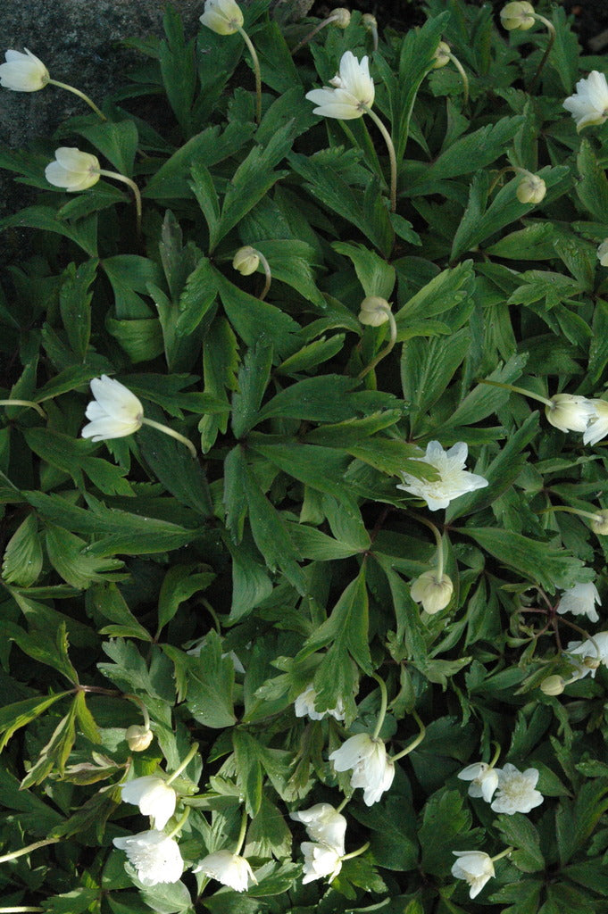 Anemone nemorosa &#39;Vestal&#39;   (Wood Anemone)