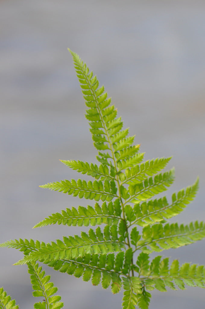 Arachniodes davalliaeformis (Shiny Bristle Fern)