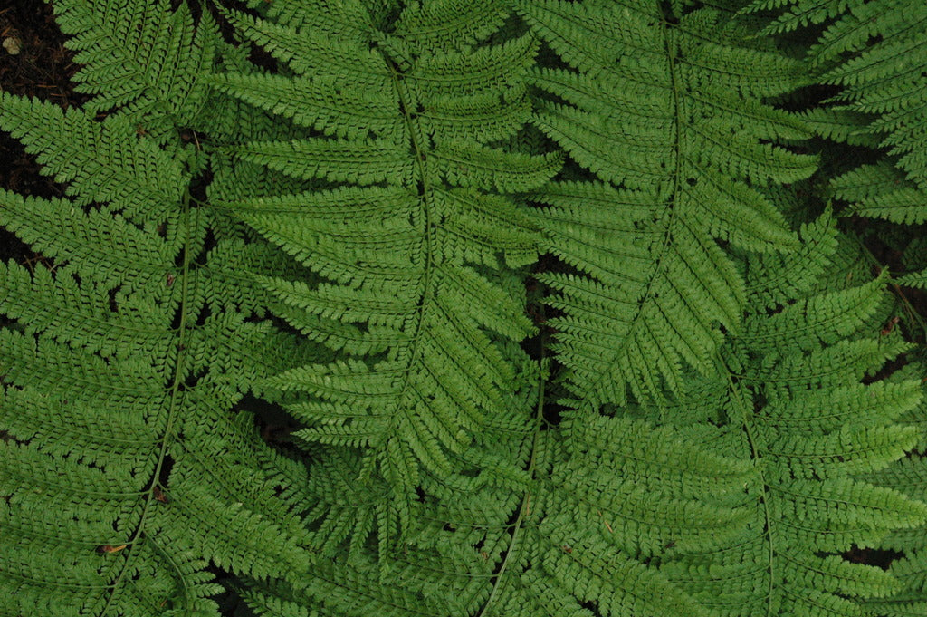 Arachniodes standishii (Upside Down Fern)